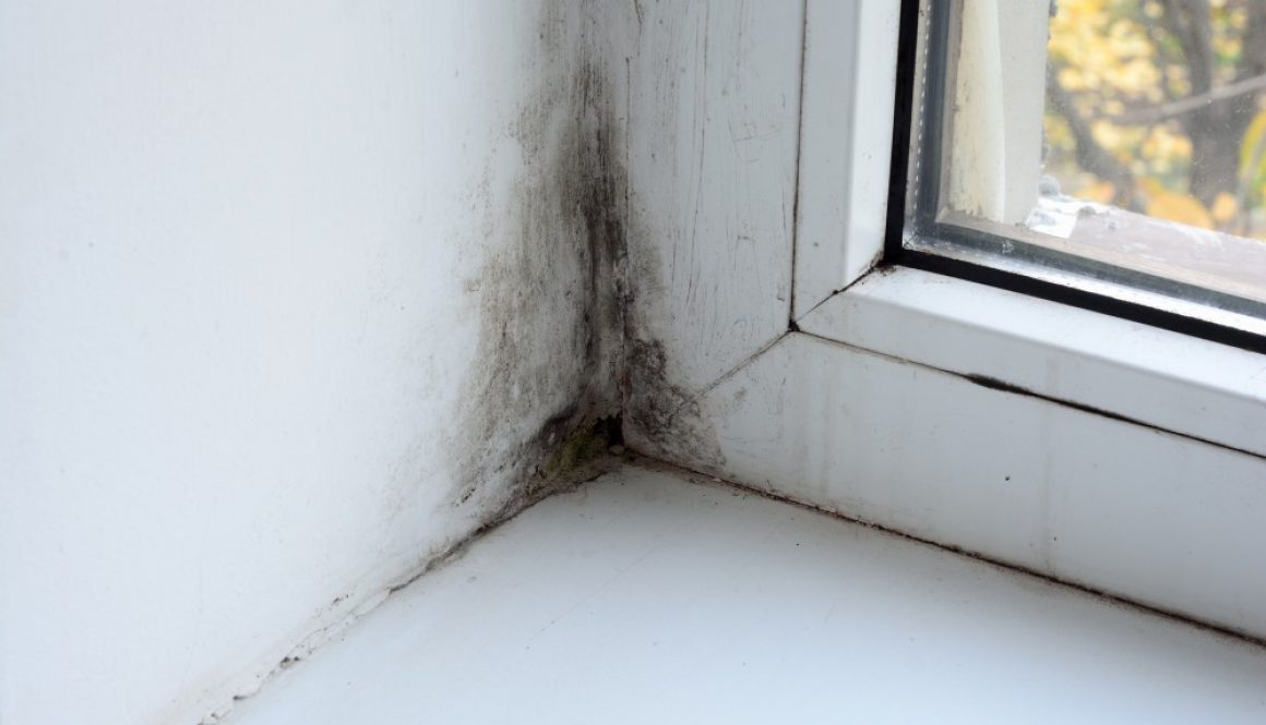 Mold on the window in need of cleaning